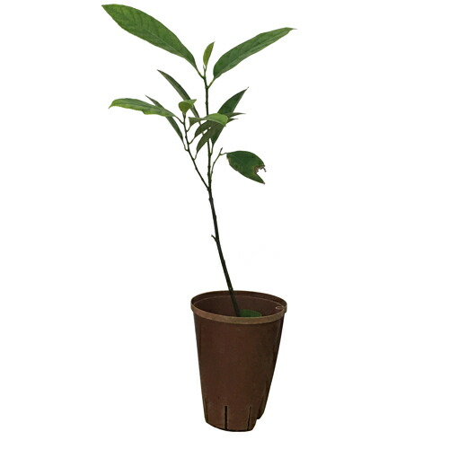 楽天市場】アビウ苗 実生苗 : 沖縄サトウキビ畑