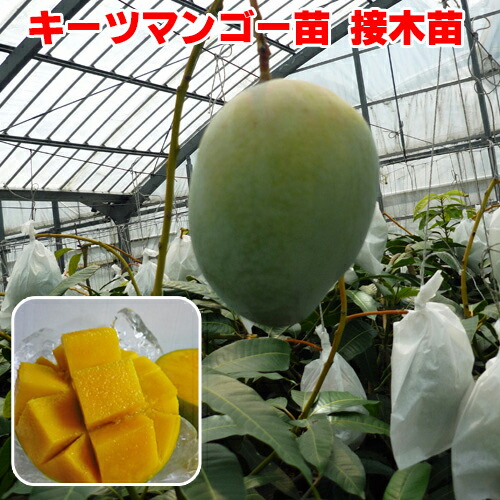 リリー　マンゴー苗　６号サイズ 楽天市場】【鹿児島県 指宿産 リリーマンゴー 苗木1本 3〜4年生