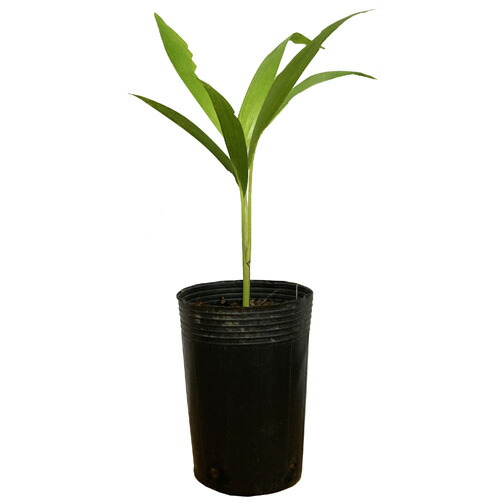 楽天市場】マルーラ 1年生実生苗（雌雄不明） 3号ポット : 苗木