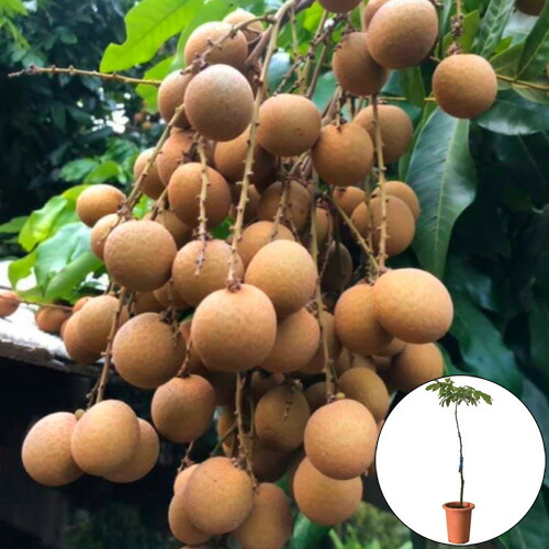 楽天市場】大実グァバ苗 (グアバ苗)(赤実) 取木苗 : 沖縄サトウキビ畑