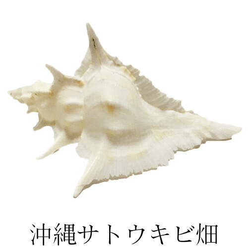 楽天市場】【送料無料】魔除け スイジガイ(水字貝) 紐付き Lサイズ