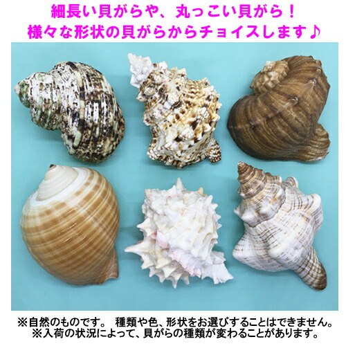 楽天市場 オカヤドカリ用貝がら 3lサイズ 2個 沖縄サトウキビ畑 楽天市場 オカヤドカリ用貝がら 3lサイズ 2個 沖縄サトウキビ畑