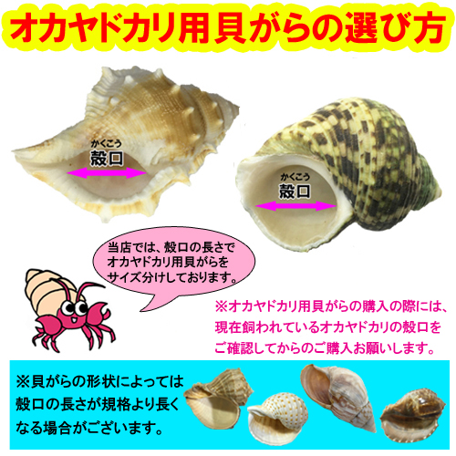 オカヤドカリ飼育セット Sサイズ(生体×1匹・貝殻・砂×1袋・海水×1