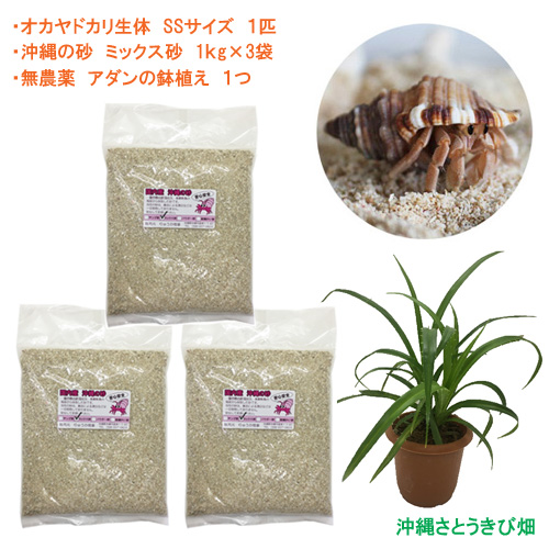 ヤドカリ飼育セット　豪華8点セット ヤドカリ飼育セット 豪華8点セット