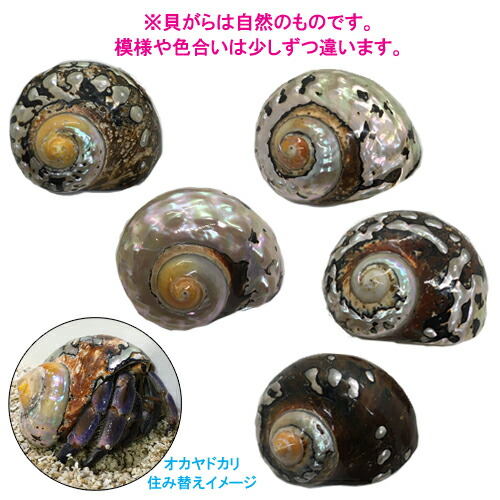 楽天市場 リュウオウスガイの貝殻 殻口 38mm 41mm 沖縄サトウキビ畑