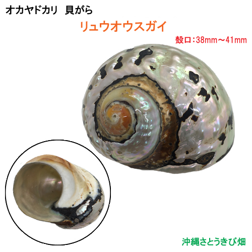 楽天市場 リュウオウスガイの貝殻 殻口 38mm 41mm 沖縄サトウキビ畑