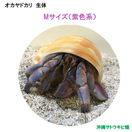 オカヤドカリ生体 Mサイズ 紫色系