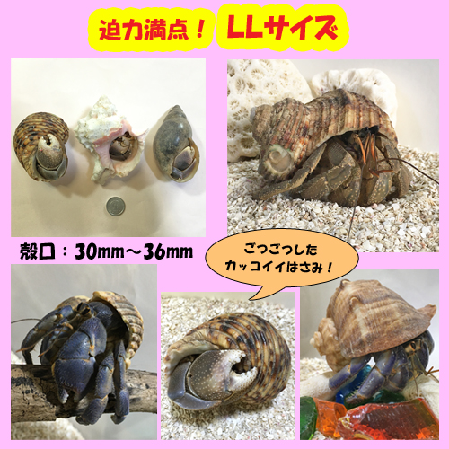 楽天市場 オカヤドカリ生体 Llサイズ 1匹 沖縄サトウキビ畑