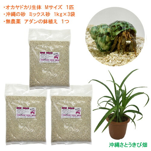 ヤドカリ飼育セット　豪華8点セット imgrc0085907386.jpg