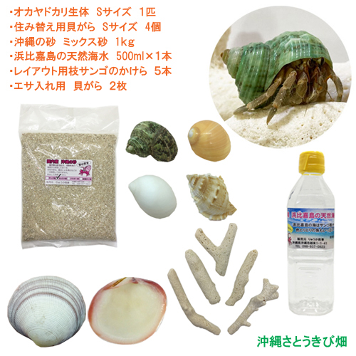 楽天市場 オカヤドカリ飼育セット Sサイズ 生体 1匹 貝殻 砂 1袋 海水 1 二枚貝 2枚 枝サンゴ5本 沖縄サトウキビ畑