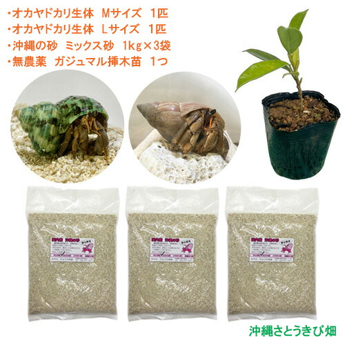 楽天市場】オカヤドカリ飼育セット Lサイズ＆LLサイズ(生体×2匹・砂×3