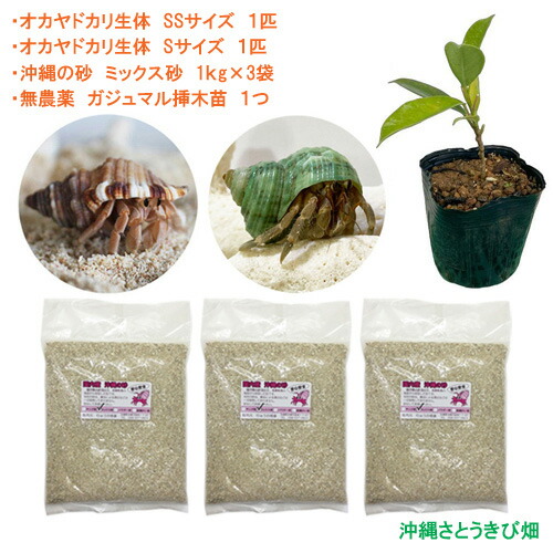 楽天市場】オカヤドカリ飼育セット Mサイズ＆Lサイズ(生体×2匹・砂×3袋