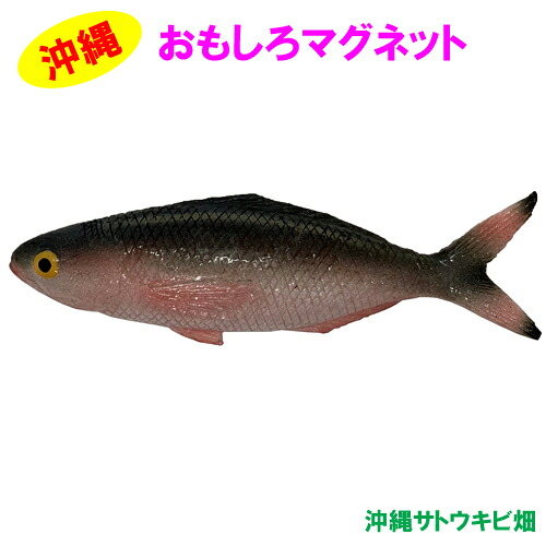 【楽天市場】おもしろマグネット グルクン(ぐるくん) タカサゴ:沖縄サトウキビ畑
