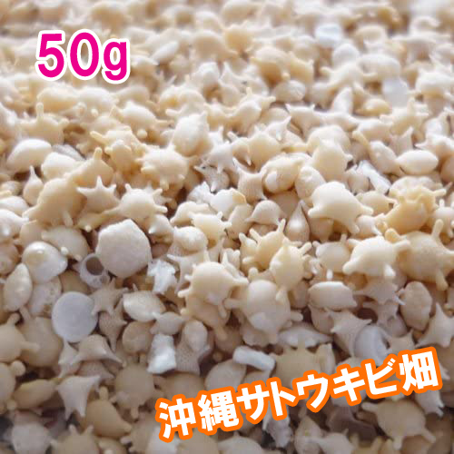 沖縄　石垣島　星の砂(星砂)　50g | 沖縄サトウキビ畑