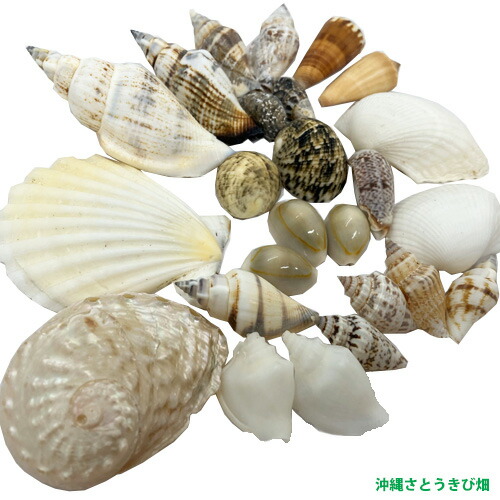 琉球*海のたね　白い巻貝　白い貝殻　C-1  【Bセット】 ryuuka_kai40
