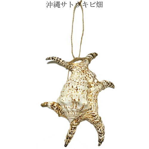 楽天市場 魔除け スイジガイ 水字貝 紐付き Lサイズ cm 23cm 沖縄サトウキビ畑