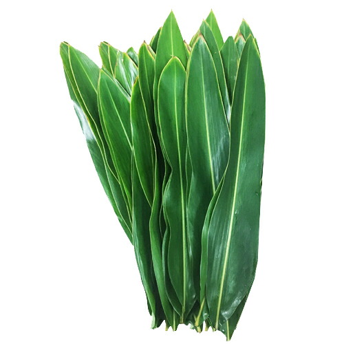 楽天市場】沖縄産 月桃の葉30枚セット（未洗浄） : 沖縄サトウキビ畑