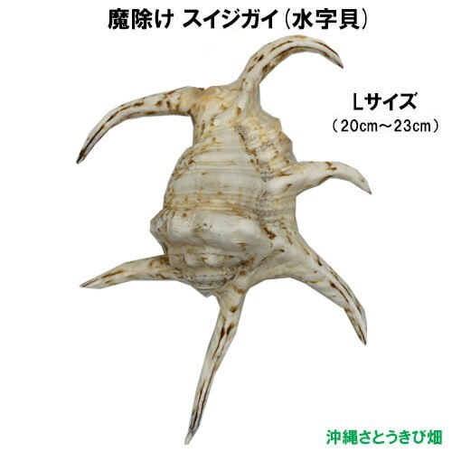 水字貝　スイジガイ　沖縄産 貝殻　火難除け・魔除け　自然 標本 コレクション 水字貝 スイジガイ 沖縄産 貝殻 火難除け・魔除け 自然 標本 装飾