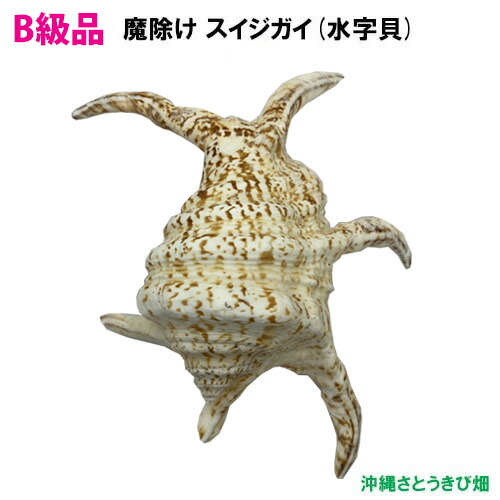 【伝統・魔よけ】久高島 の 水字貝 ( スイジガイ ) 魔除けの貝「スイジガイ」 | Kaihoukan
