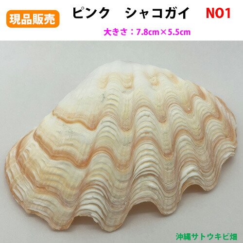 楽天市場】ヒレシャコガイ（ヒレジャコガイ）の貝殻 1対 : 沖縄
