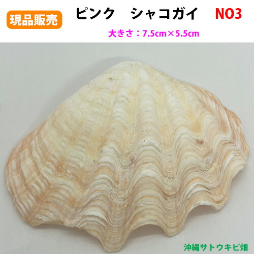 楽天市場】ヒレシャコガイ（ヒレジャコガイ）の貝殻 1対 : 沖縄