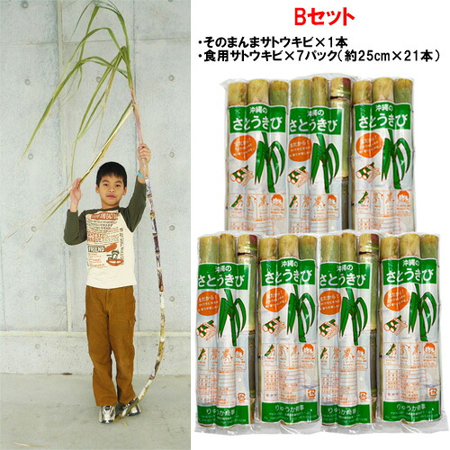 【送料無料】教材用 さとうきび Bセット(そのまんま1本＆食用21本)　　　　　|沖縄土産 ギフト プレゼント 贈り物 食育 社会科 教材 学習 イベント パーティー 自由研究 砂糖 黒糖 料理 隠し味 ジュース sugarcane