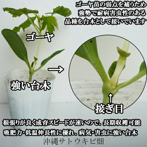 楽天市場 純白ゴーヤ接木苗 じゅんぱくゴーヤ 沖縄サトウキビ畑