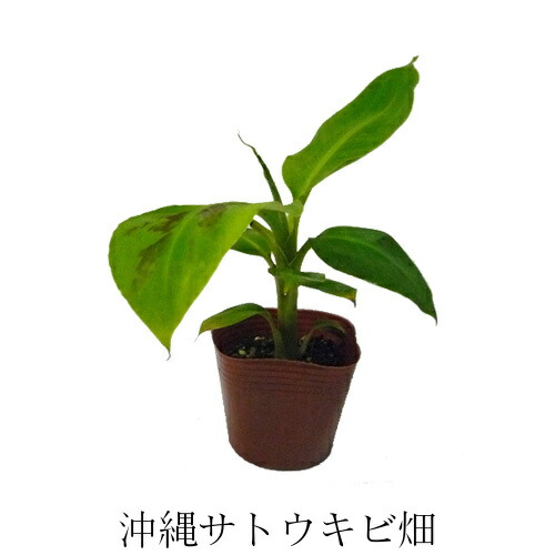 楽天市場】ホワイトサポテ苗 スマザーズ種 接木苗 : 沖縄