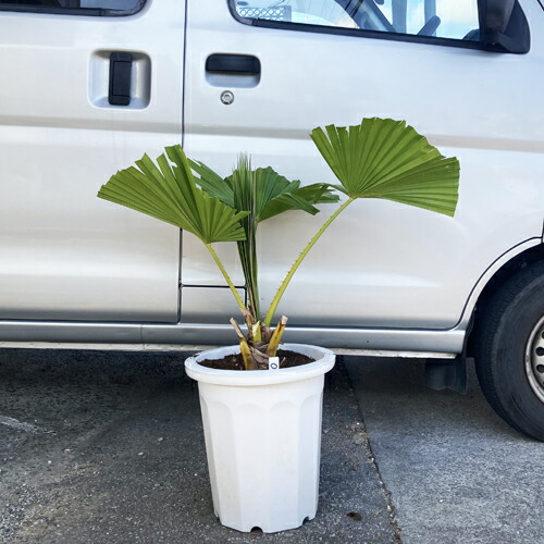 ビロウヤシ。くば⒏号 楽天市場】ビローヤシ 8号 観葉植物 ビロウヤシ うちわ 鉢植え