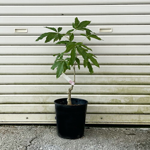 楽天市場】ホワイトサポテ苗 スマザーズ種 接木苗 : 沖縄サトウキビ畑