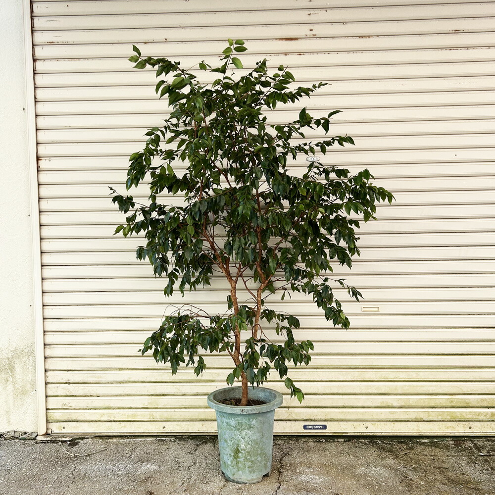 楽天市場】◇送料無料◇ ジャボチカバ 苗 【四季成り性 ジャボチカバ