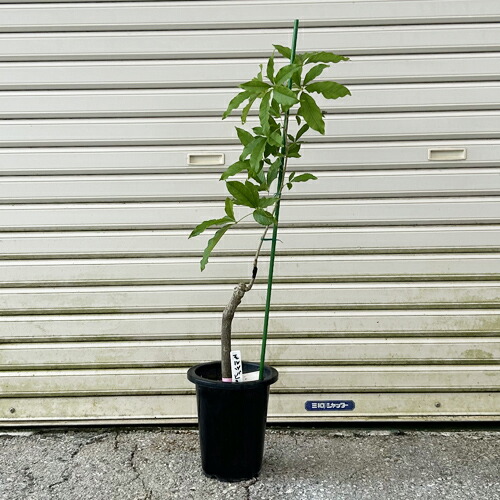 楽天市場】ホワイトサポテ苗 スマザーズ種 接木苗 : 沖縄サトウキビ畑