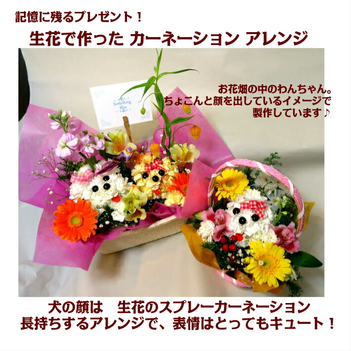 生花 プードル アレンジ 誕生日 プレゼント 花 ひまわり 結婚記念日 退職祝 結婚祝 記念日 友達 還暦 米寿 喜寿 金婚式 バラ カスミソウ 出産祝 発表会 お見舞い お供え ペット供養 カード 花言葉 誕生月 誕生花 犬 動物 Educaps Com Br