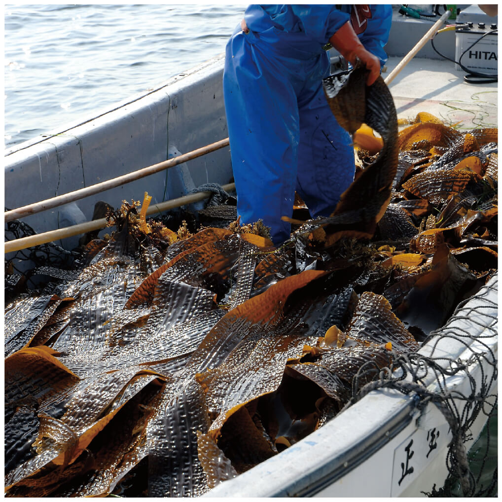 福袋 熟成がごめ昆布 きざみ 30g×3 サラダ昆布 細切り ガゴメ 真昆布 北海道 函館 南茅部 能戸フーズ 昆布村 送料無料 qdtek.vn