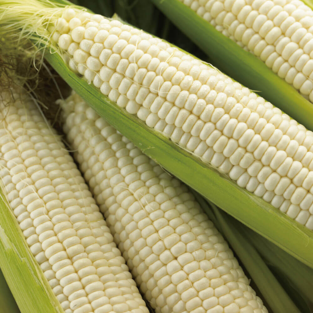 楽天市場】予約受付中 【7月下旬より発送】 とうもろこし 北海道産 白いフルーツコーン 10本 朝採り 産地直送 スイートコーン とうきび 森町 鳥潟 農園 送料無料：南北海道の生産者直送店 道南地元