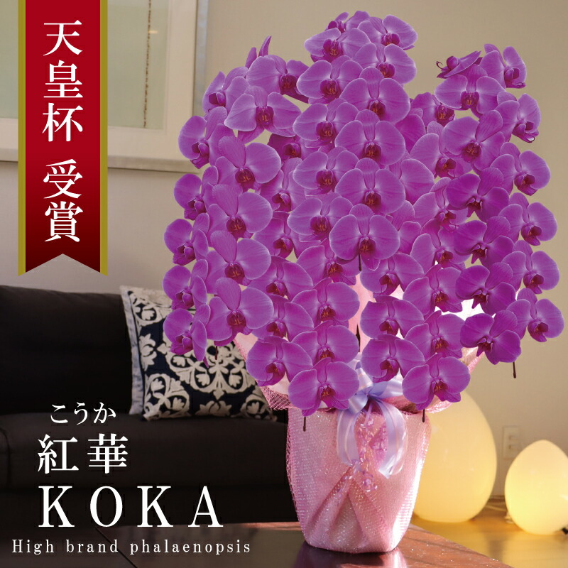 入会祝賀会 夢見鳥蘭 大輪 5本立ち 63輪～ 純国産 濃縮されたさくら色 紅華 こうか 花持ち長々しい 上場祝賀会 開業祝賀会 竣工祝賀会 開店祝賀会 移し替える祝賀会 取り立て祝賀会 当選祝賀会 退位祝賀会 法人差し上げ物 立札 すがた絵送達 出どころ植木室直送 祝賀会 差し上げ物 花 差し上げ物 最短当日送りとどける 王立園芸連合書きとどめる商いもの