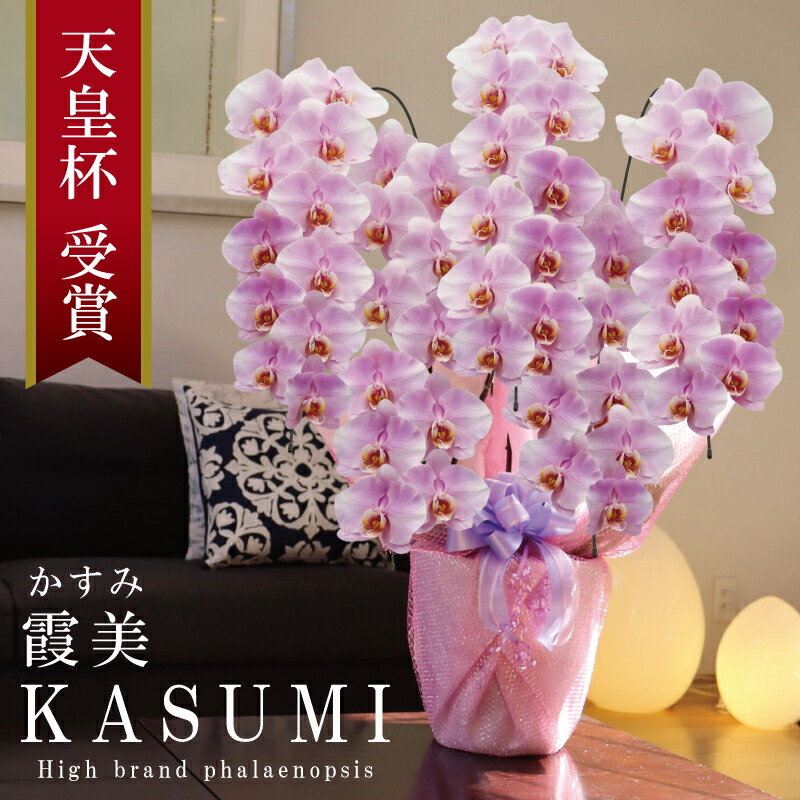 竣工祝い 胡蝶蘭 大輪 5本立ち 55輪～ 純国産 淡いピンク 霞美 かすみ 花持ち長い 開業祝い 開店祝い移転祝い 就任祝い 昇進祝い 当選祝い 退職祝い 法人ギフト 立札 画像配信 産地温室直送 お祝い プレゼント 花 ギフト 記念日 最短当日発送 王立園芸協会登録商品