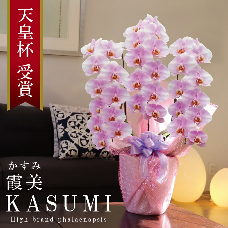 開設祝い 胡蝶蘭 大輪 3本立ち 33輪～ 純国産 淡いピンク 霞美 かすみ 花持ち長い 開院祝い 百寿祝い 新築祝い 移転祝い お誕生日祝い 周年祝い 就任祝い 昇進祝い 当選祝い 退職祝い プレゼント 花 贈り物 母の日御供 産地温室直送 最短当日発送 王立園芸協会登録商品｜純国産の胡蝶蘭店 MSDナーセリー