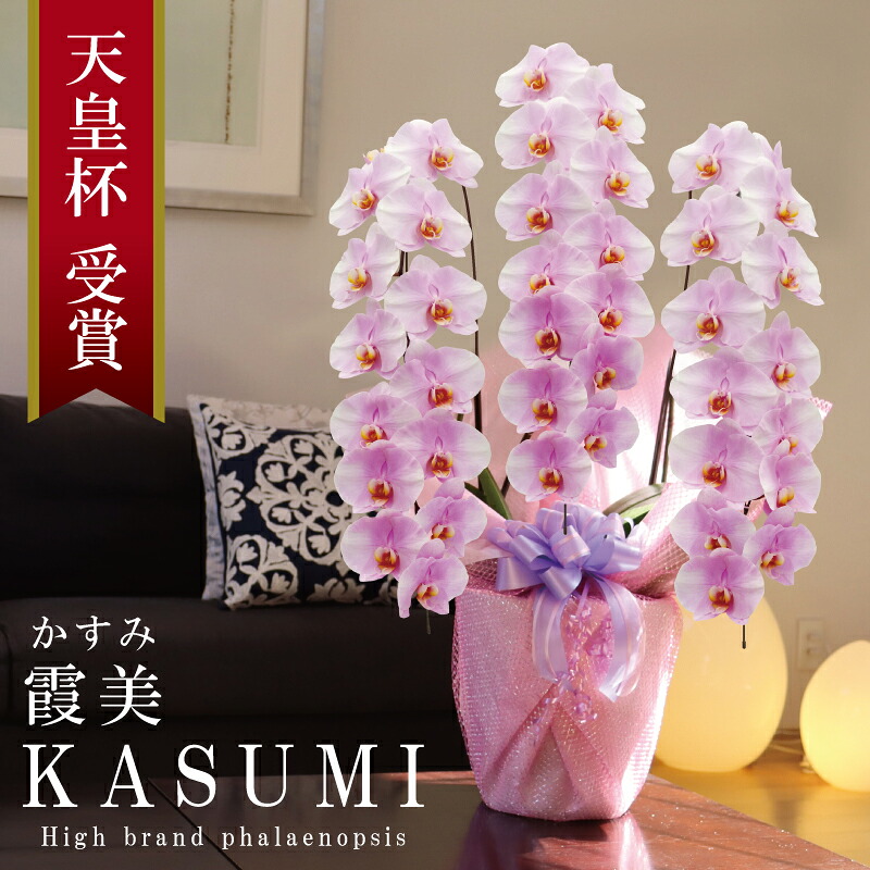 開店祝い 胡蝶蘭 大輪 3本立ち 39輪~ 純国産 淡いピンク 霞美 かすみ 花持ち長い 移転祝い 米寿祝い 就任祝い お祝い 御祝 開院祝い 新築祝い お誕生日祝い 周年祝い 昇進祝い 退職祝い プレゼント 花 母の日御供 産地温室直送 最短当日発送 王立園芸協会登録商品|純国産の胡蝶蘭店 MSDナーセリー