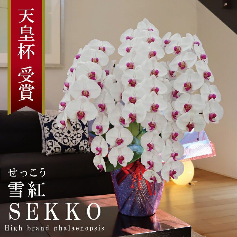 移転祝い 胡蝶蘭 大輪 5本立ち 55輪～ 純国産 白赤 雪紅 せっこう 花持ち長い 開業祝い 竣工祝い 開店祝い 就任祝い 昇進祝い 当選祝い 退職祝い 法人ギフト 立札 画像配信 産地温室直送 お祝い プレゼント 花 ギフト 記念日 最短当日発送 王立園芸協会登録商品