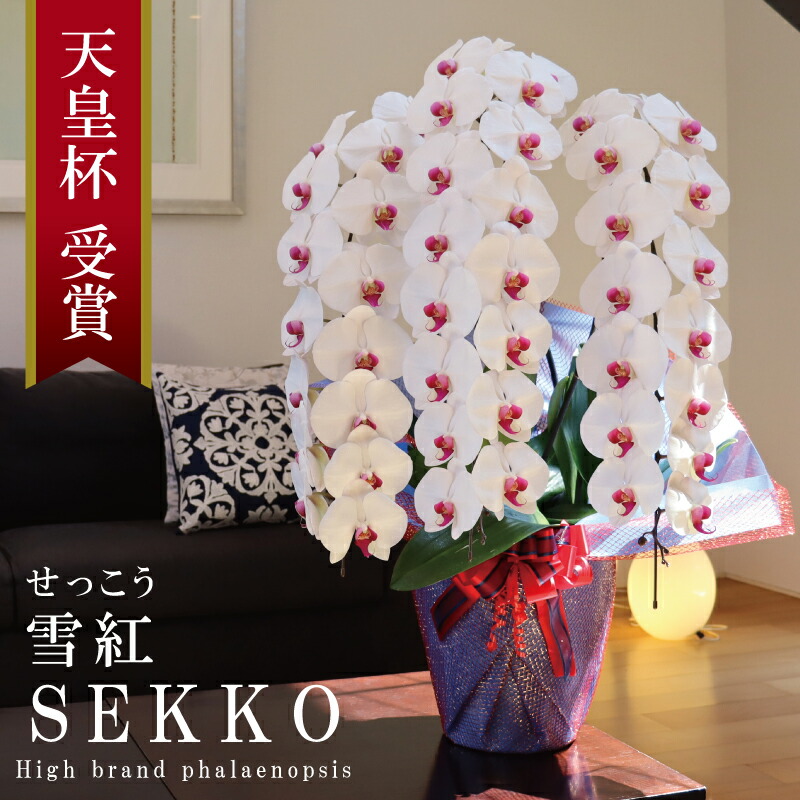 経上がる祝賀会 夢見鳥蘭 大輪 3本立ち 45輪～ 純国産 白赤 雪紅 せっこう 花持ち長々しい 移し替える祝賀会 入会祝賀会 開店祝賀会 隠居祝賀会 百寿祝賀会 儀式用 御祝 開院祝賀会 営造祝賀会 お生まれ落ちる日祝賀会 周年祝賀会 法人 立札 ラッピング 母の日 花 付き添い人 出どころ植木室直送 最短当日送りとどける 王立園芸結盟書きとどめる商いもの