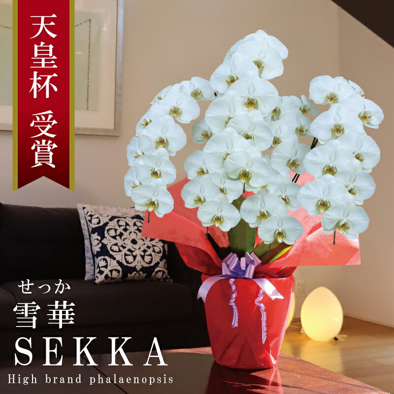 竣工祝賀会 夢見鳥蘭 大輪 5本立ち 47輪～ 純国産 白 雪華 せっか 花持ち長々しい 開店祝賀会 開業祝賀会 移し替える祝賀会 入会祝賀会 取り立て祝賀会 当選祝賀会 退位祝賀会 法人差し上げ物 立札 すがた絵送達 出どころ植木室直送 祝賀会 差し上げ物 花 差し上げ物 祝する日  最短当日送りとどける 王立園芸連合書きとどめる商いもの