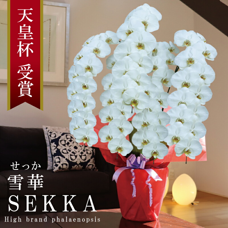 上場祝賀会 夢見鳥蘭 大輪 5本立ち 63輪～ 純国産 白 雪華 せっか 花持ち長々しい 開業祝賀会 竣工祝賀会 開店祝賀会 移し替える祝賀会 入会祝賀会 取り立て祝賀会 当選祝賀会 退位祝賀会 法人差し上げ物 立札 すがた絵送達 出どころ植木室直送 祝賀会 差し上げ物 花 差し上げ物 祝する日  最短当日送りとどける 王立園芸連合書きとどめる商いもの