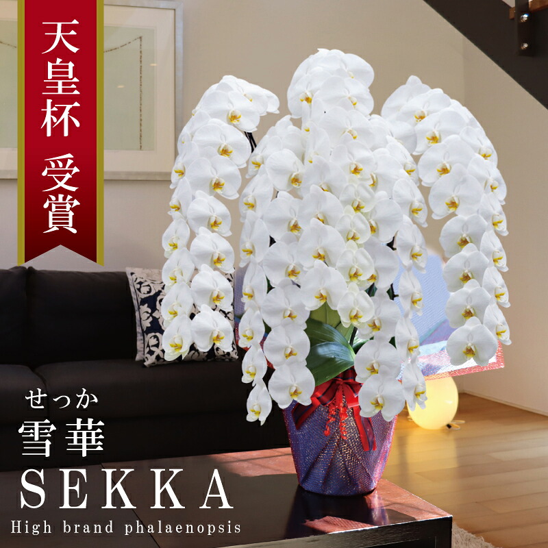 御祝 胡蝶蘭 プレミアム 大輪 5本立ち 75輪～ 純国産 白 花持ち長い 開店祝い 移転祝い 開業祝い 竣工祝い 就任祝い 昇進祝い 当選祝い 退職祝い 誕生日祝い 法人ギフト 立札 画像配信 産地温室直送 お祝い プレゼント 花 ギフト 最短当日発送 王立園芸協会登録商品｜純国産の胡蝶蘭店 MSDナーセリー