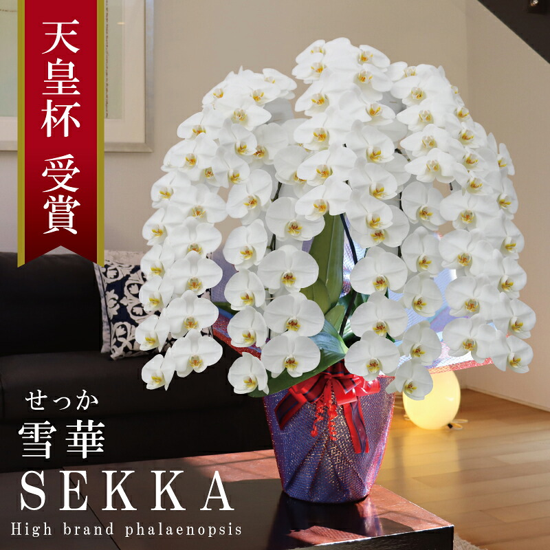 還暦祝賀会 夢見鳥蘭 割り増し金 大輪 7本立ち 80輪～ 純国産 白 花持ち長々しい 上場祝賀会 開業祝賀会 移し替える祝賀会 竣工祝賀会 入会祝賀会 取り立て祝賀会 当選祝賀会 退位祝賀会 生まれ落ちる日祝賀会 法人差し上げ物 立札 すがた絵送達 出どころ植木室直送 祝賀会 差し上げ物 花 差し上げ物 最短当日送りとどける 王立園芸連合書きとどめる商いもの