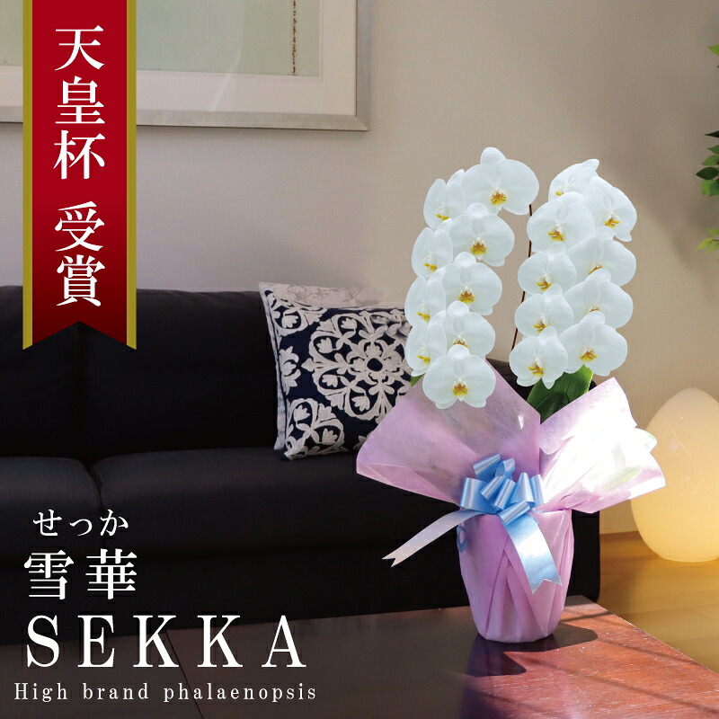 夢見鳥蘭 大輪 2本立ち 18輪～ 純国産 白 雪華 せっか 花持ち長々しい お生まれ落ちる日 開店祝賀会 開業祝賀会 移し替える祝賀会 入会祝賀会 取り立て祝賀会 当選祝賀会 退位祝賀会 祝する日 蕾含む 祝賀会 差し上げ物 花 差し上げ物 差し上げ物 母の日差し上げ物 お供え 出どころ植木室直送 最短当日送りとどける 王立園芸連合書きとどめる商いもの