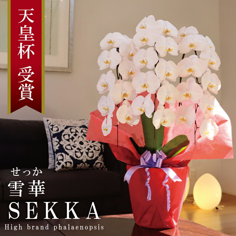 開店祝賀会 夢見鳥蘭 大輪 3本立ち 30輪～ 純国産 白 雪華 せっか 花持ち長々しい 開業祝賀会 移し替える祝賀会 お生まれ落ちる日祝賀会 周年祝賀会 入会祝賀会 取り立て祝賀会 当選祝賀会 退位祝賀会 祝する日 造営祝賀会 差し上げ物 花 差し上げ物 母の日差し上げ物 付いて行く 出どころ植木室直送 最短当日送りとどける 王立園芸連合書きとどめる商いもの