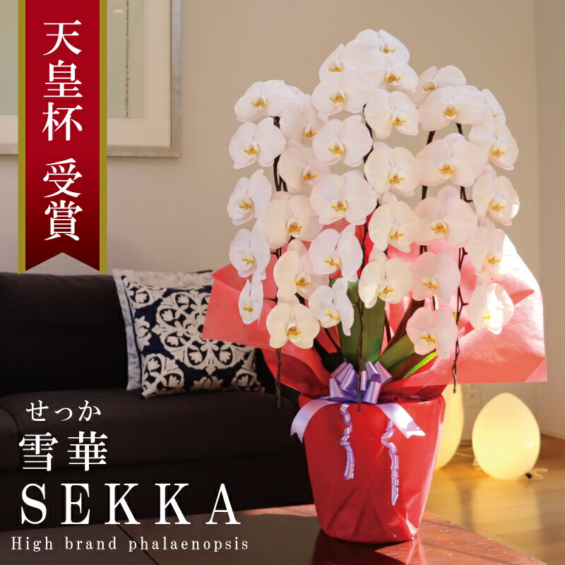 開院祝い 胡蝶蘭 大輪 3本立ち 33輪~ 純国産 白 雪華 せっか 花持ち長い 開設祝い 百寿祝い 新築祝い 移転祝い お誕生日祝い 周年祝い 就任祝い 昇進祝い 当選祝い 退職祝い プレゼント 花 贈り物 母の日ギフト 御供 産地温室直送 最短当日発送 王立園芸協会登録商品|純国産の胡蝶蘭店 MSDナーセリー