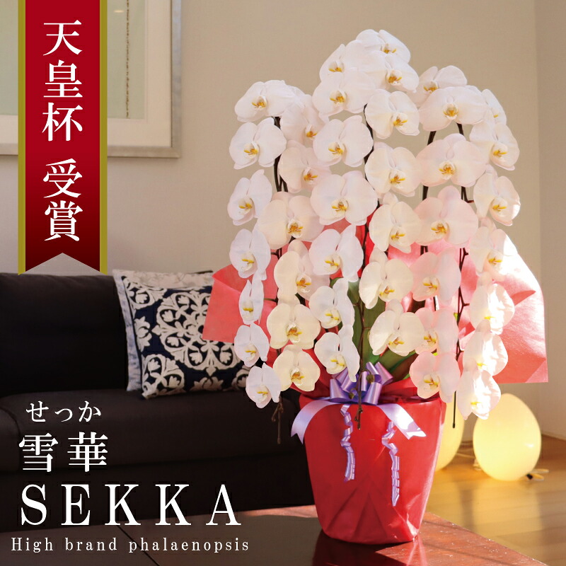 開店祝い 胡蝶蘭 大輪 3本立ち 42輪~ 純国産 白 雪華 せっか 花持ち長い 移転祝い 米寿祝い 就任祝い お祝い 御祝 開院祝い 新築祝い お誕生日祝い 周年祝い 昇進祝い 退職祝い プレゼント 花 母の日御供 産地温室直送 最短当日発送 王立園芸協会登録商品