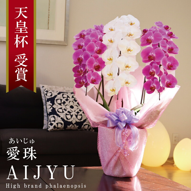 開店祝賀会 夢見鳥蘭 大輪 3本立ち 5本立ち 純国産 愛珠 あいじゅ 紅白MIX 花持ち長々しい 開業祝賀会 移し替える祝賀会 入会祝賀会 取り立て祝賀会 当選祝賀会 母の日 お生まれ落ちる日 年長祝賀会 法人 立札 歌留多 ラッピング 最短最短当日送りとどける 全国送りとどける 白×さくら色 花 差し上げ物 差し上げ物 王立園芸連合書きとどめる商いもの
